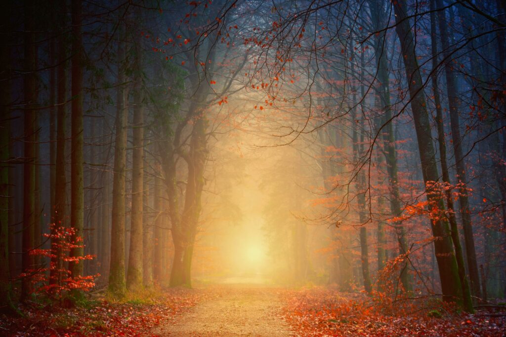 Mystical forest scene at dawn with fog, light, and vibrant autumn colors.